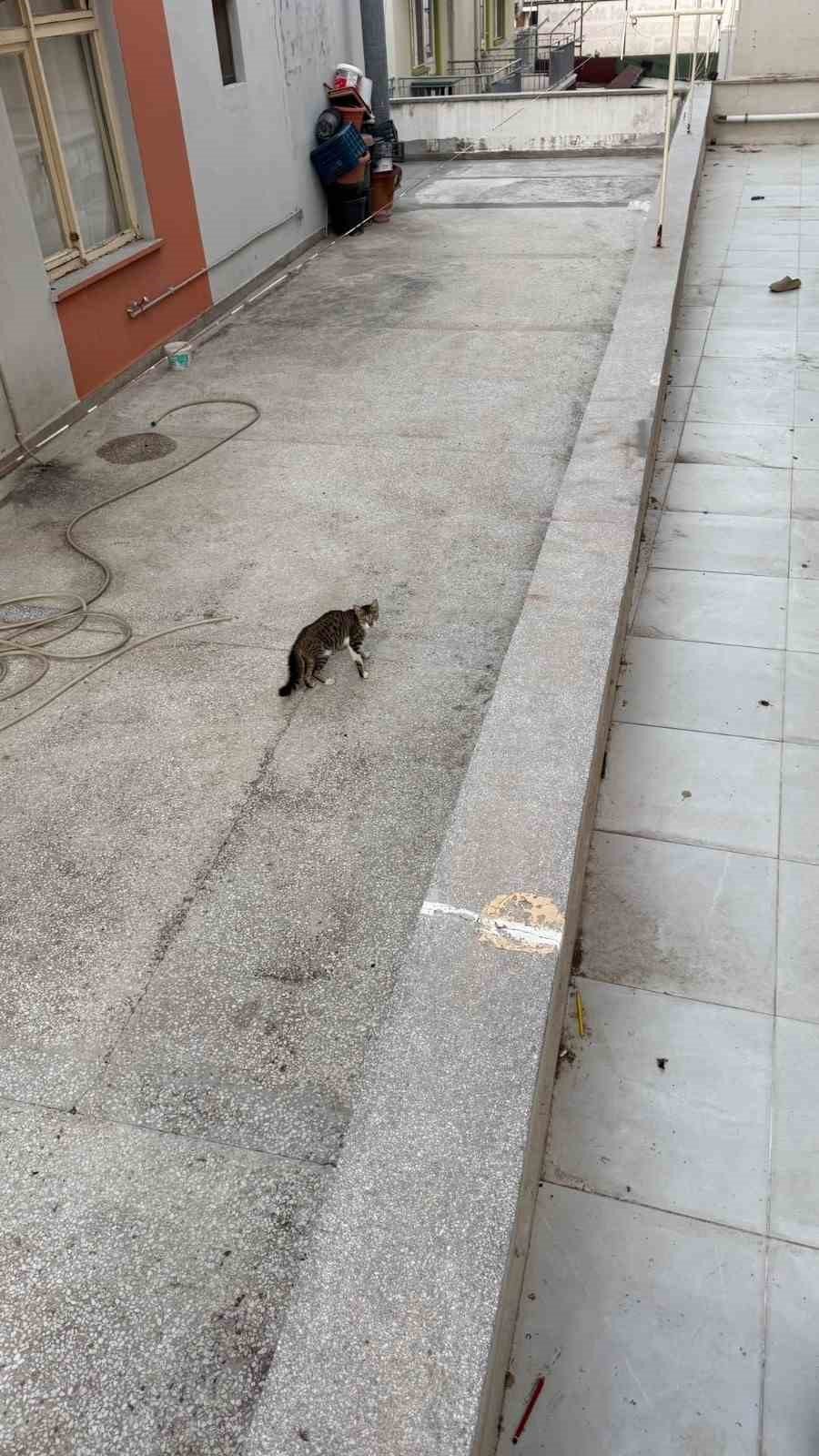 Yağmur Suyu Giderine Sıkışan Yavru Kediyi İtfaiyeciler Kurtardı