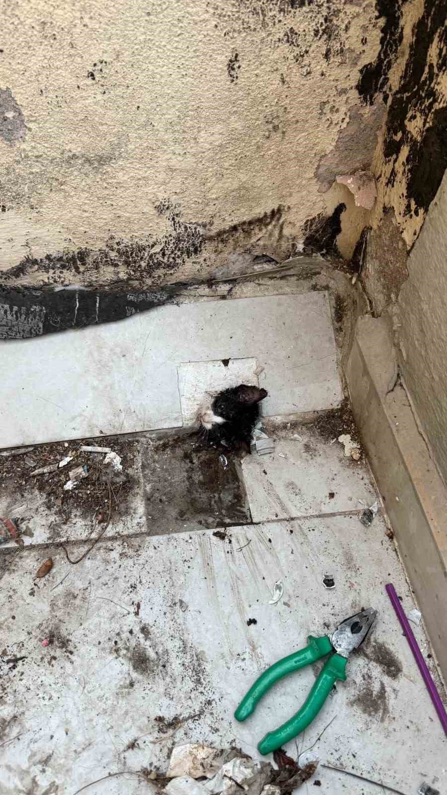Yağmur Suyu Giderine Sıkışan Yavru Kediyi İtfaiyeciler Kurtardı