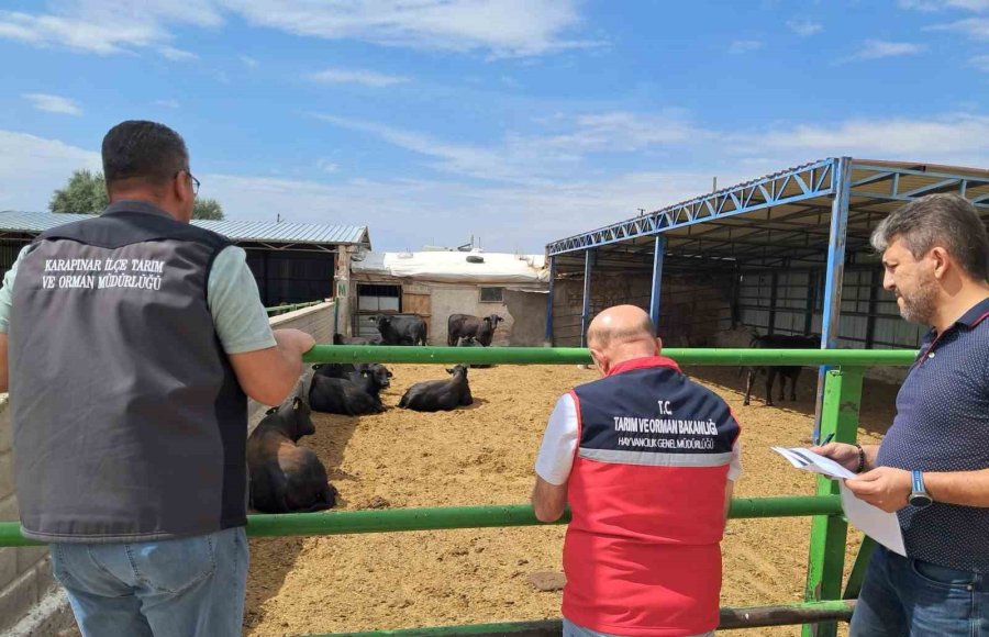 Karapınar’da İthal Besilik Sığırlara Sıkı Denetim