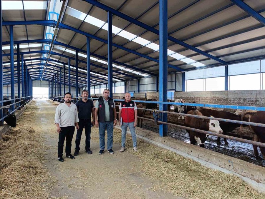 Karapınar’da İthal Besilik Sığırlara Sıkı Denetim