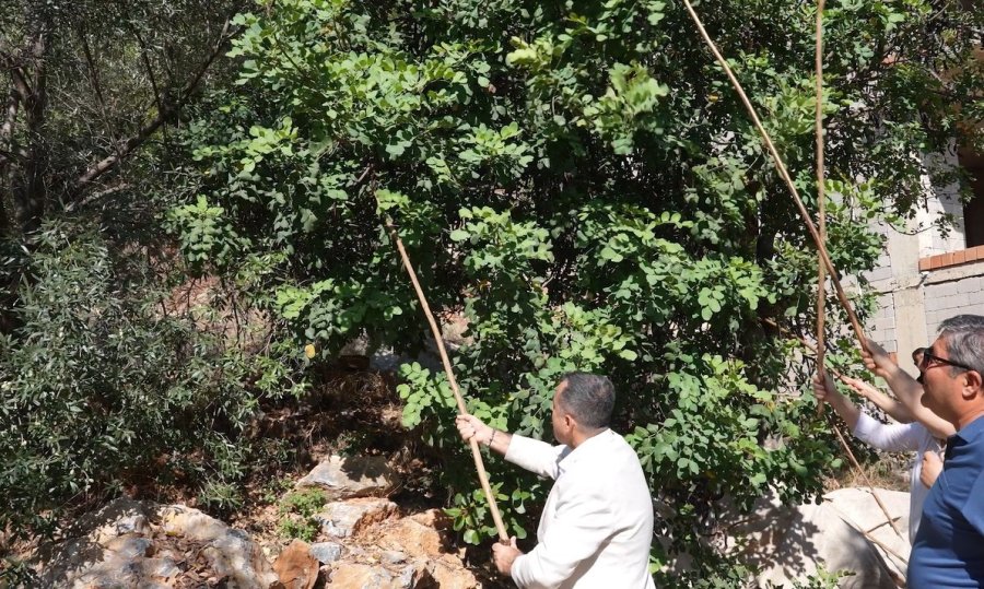Alanya’da "en Ağır Keçiboynuzu" Yarışması Renkli Anlara Sahne Oldu