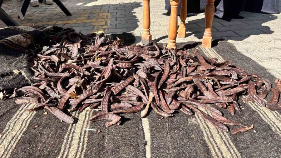 Alanya’da "en Ağır Keçiboynuzu" Yarışması Renkli Anlara Sahne Oldu
