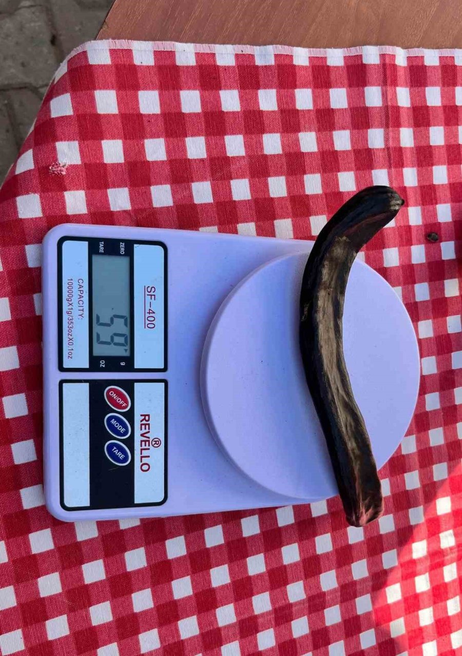 Alanya’da "en Ağır Keçiboynuzu" Yarışması Renkli Anlara Sahne Oldu