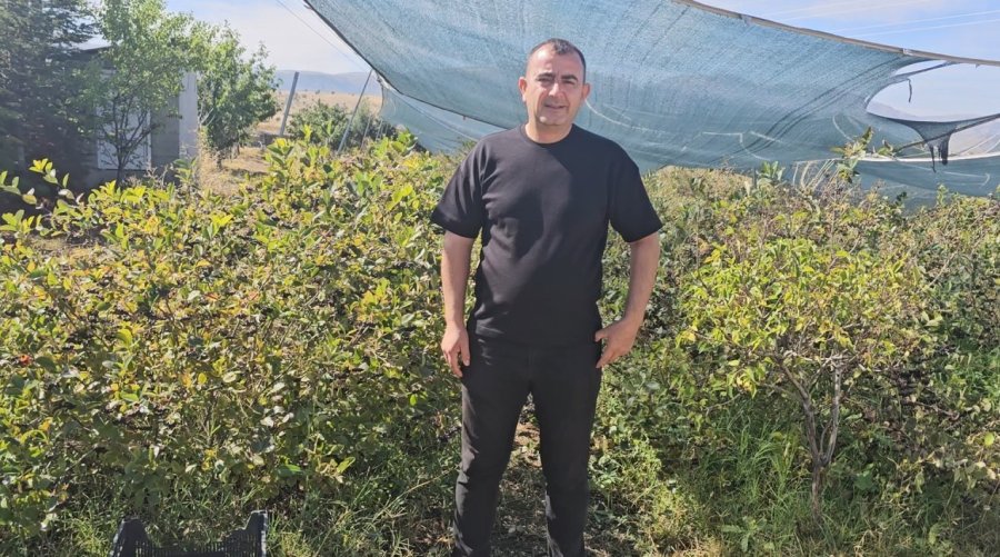 Konya’da Aronyalar Tek Tek Toplanıyor