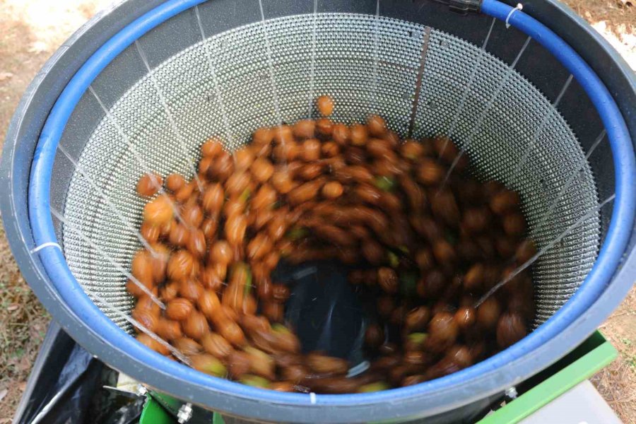 Büyükşehir’den Kemerli Üreticilere Ceviz Soyma Makinesi Desteği