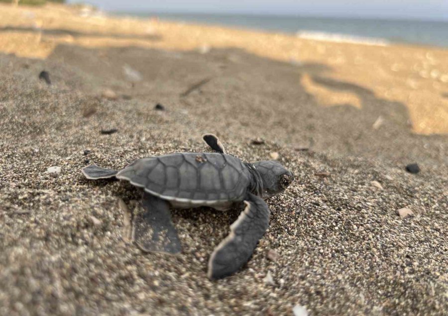 Mersin’den 100 Bin Yavru ’caretta Caretta’ Akdeniz’le Buluştu