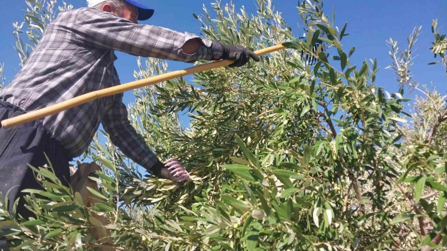 Mersin’de Zeytin Hasadı Başladı: Bahçede 10 İle 60 Tl Arasında