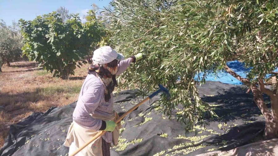 Mersin’de Zeytin Hasadı Başladı: Bahçede 10 İle 60 Tl Arasında