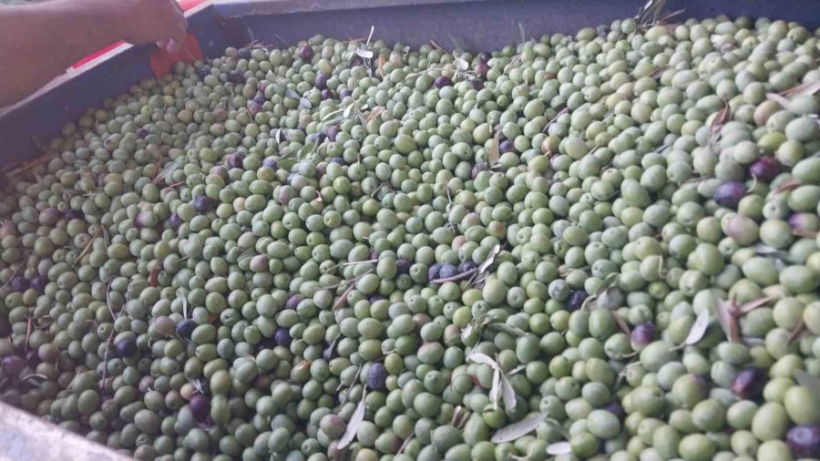 Mersin’de Zeytin Hasadı Başladı: Bahçede 10 İle 60 Tl Arasında