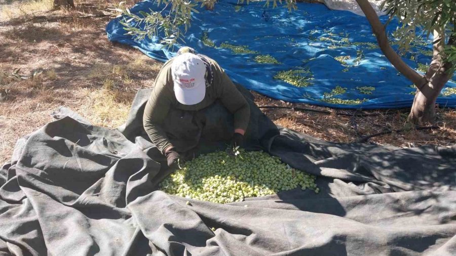 Mersin’de Zeytin Hasadı Başladı: Bahçede 10 İle 60 Tl Arasında