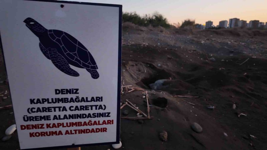 Mersin’den 100 Bin Yavru ’caretta Caretta’ Akdeniz’le Buluştu