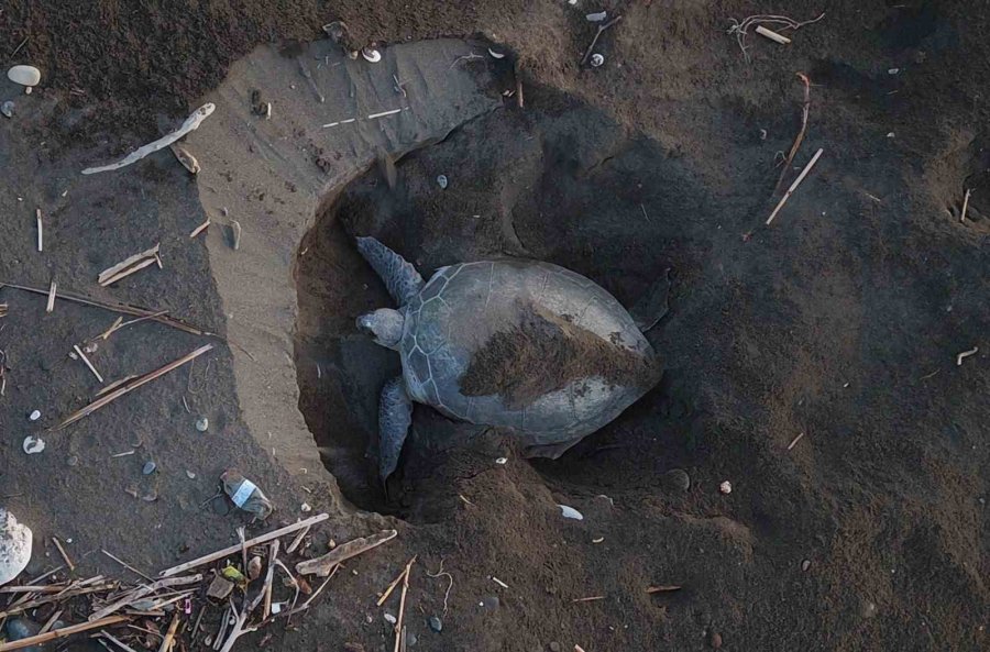 Mersin’den 100 Bin Yavru ’caretta Caretta’ Akdeniz’le Buluştu