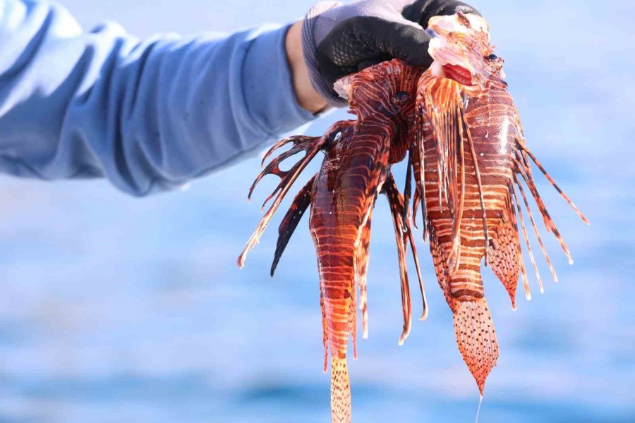 Antalya’da 30 Bin Tl Ödüllü Aslan Balığı Avlama Yarışması
