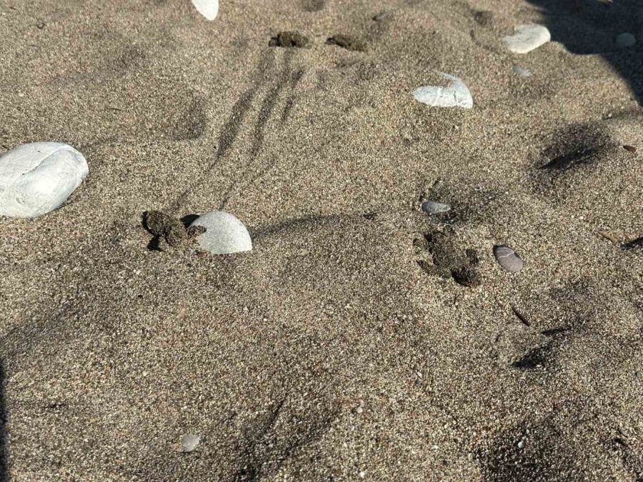 Kemer’de Son Caretta Caretta Yuvası Açıldı