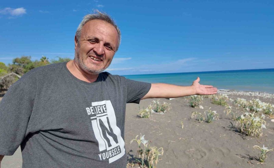 Cezası 3 Milyon 496 Bin Tl’ye Kadar Çıktı: Kum Zambakları Sahilleri Süsledi