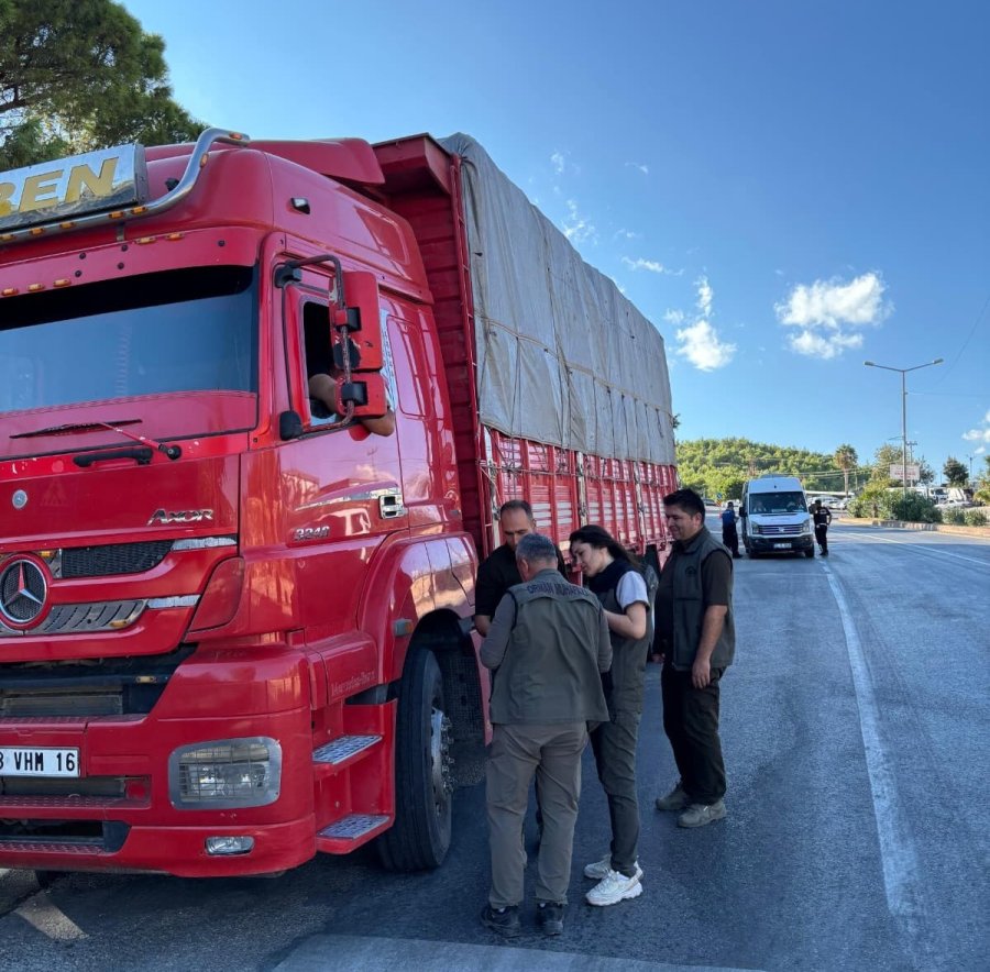 Mersin’de Orman Suçlarına Karşı Yol Kontrolü