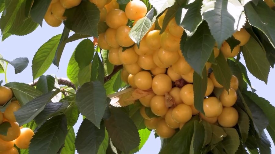 Su Tarlaya Ulaştı, Emirler’de Kiraz Üretimi Arttı