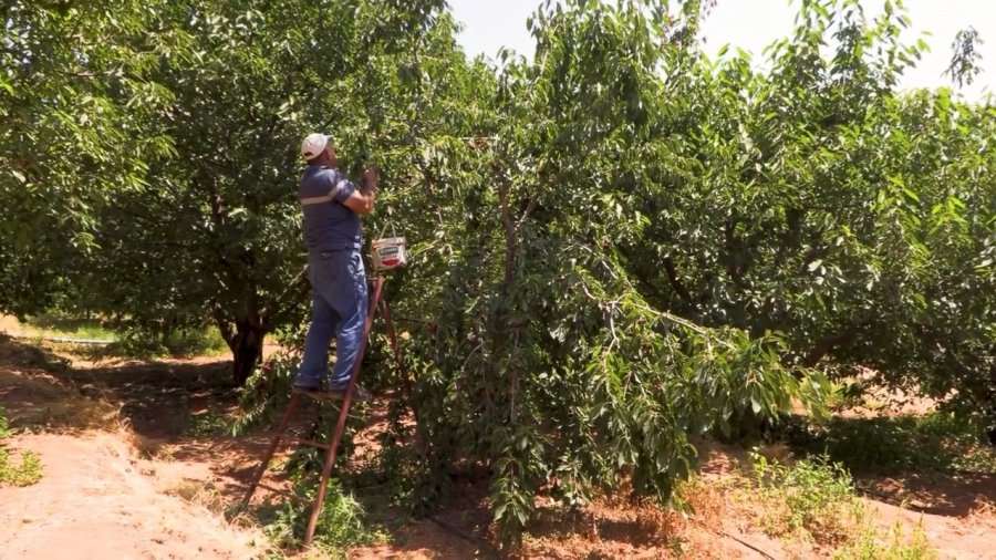 Su Tarlaya Ulaştı, Emirler’de Kiraz Üretimi Arttı