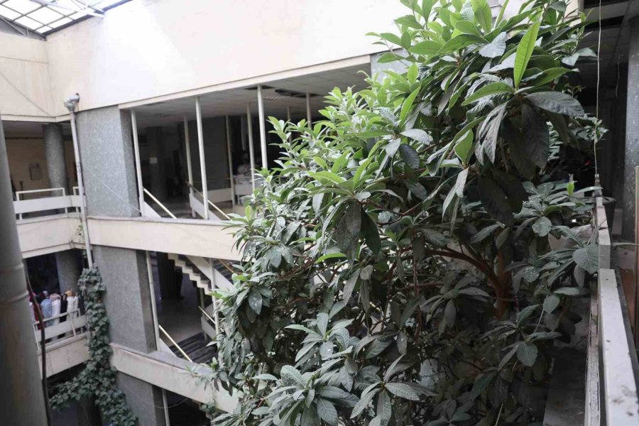 İş Hanının Ortasındaki Ağaçlar Dikkat Çekiyor
