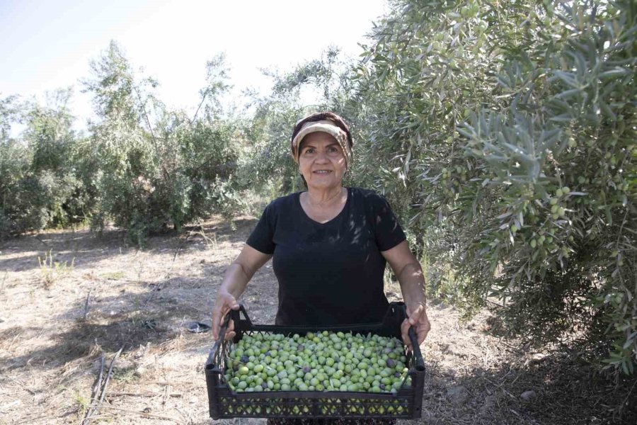 Mersin’de Dağıtılan Zeytin Fidanları Ürün Verdi