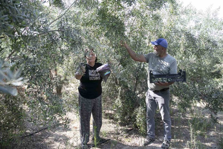 Mersin’de Dağıtılan Zeytin Fidanları Ürün Verdi