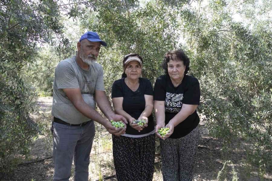 Mersin’de Dağıtılan Zeytin Fidanları Ürün Verdi