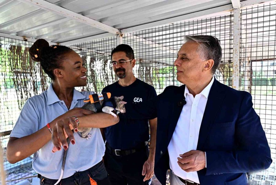 Kahraman Fareler, Enkaz Altında Kalanları Kurtarmaya Giden Ekiplerin ‘gözü’ Olacak