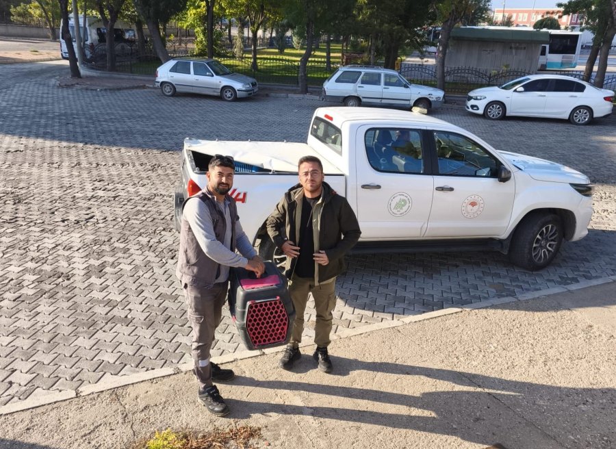 Arazide Bulunan Yılan Kartalı Koruma Altına Alındı