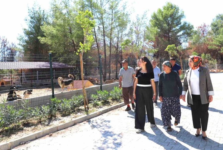 ’kopi’ Yangının Ardından Yeni Yuvasına Kavuştu