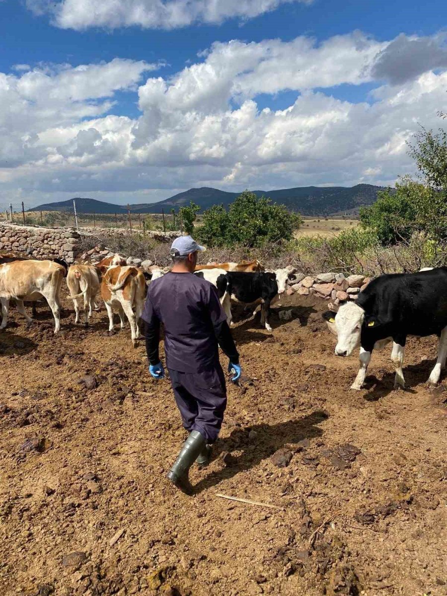 Beyşehir’de Şap Aşısı Mesaisi Sürüyor