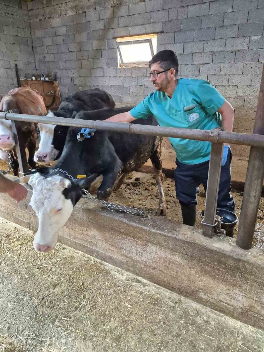 Beyşehir’de Şap Aşısı Mesaisi Sürüyor