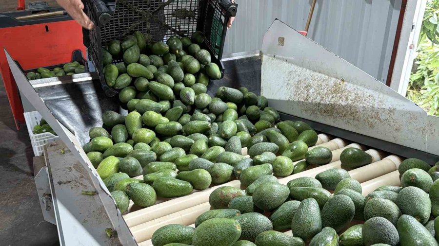 Gazipaşa Avokadosu Gürcistan Yolcusu