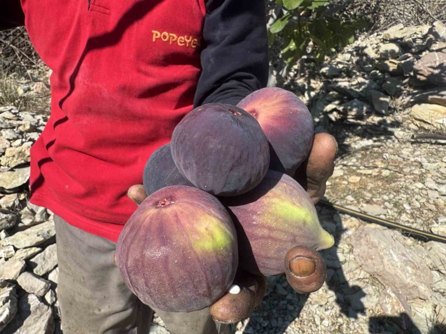 Antalya’da Bursa Siyahı İncirde Hasat Sezonu Sona Erdi