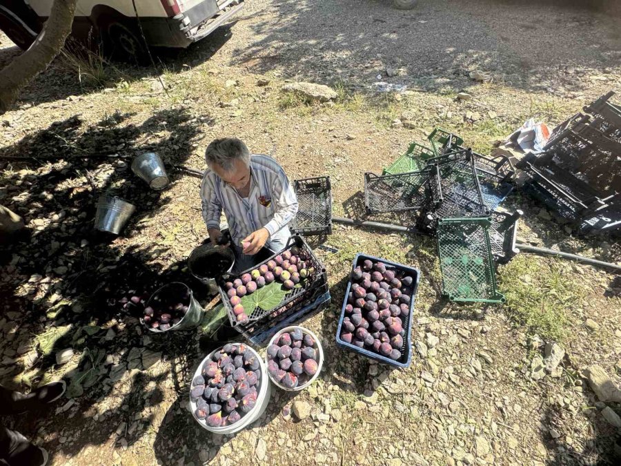 Antalya’da Bursa Siyahı İncirde Hasat Sezonu Sona Erdi