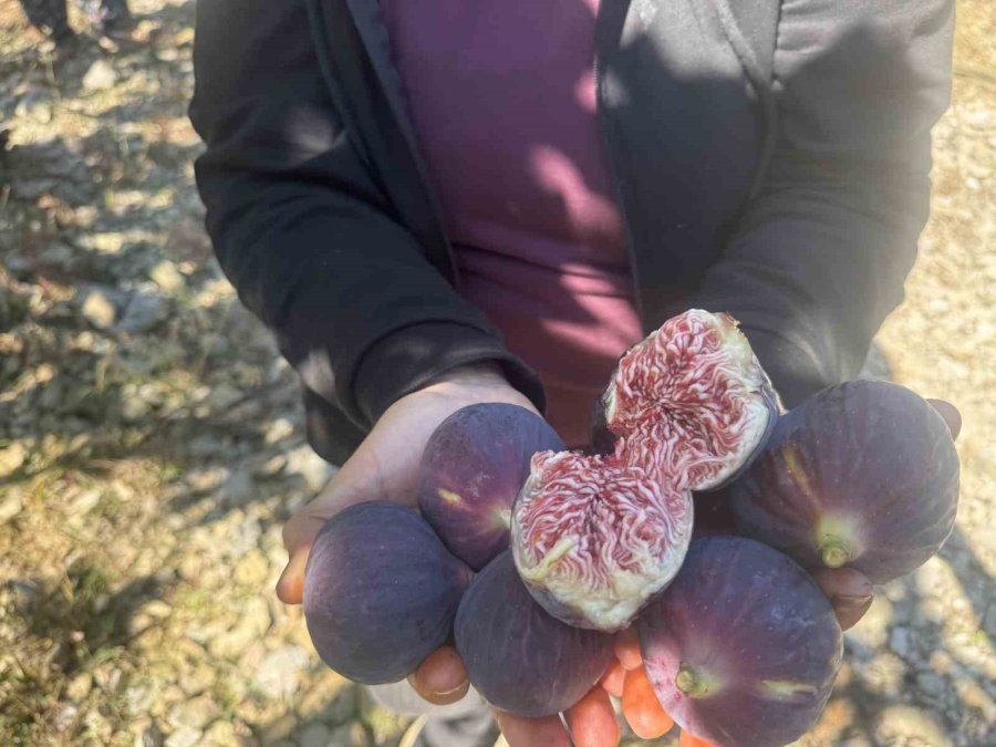 Antalya’da Bursa Siyahı İncirde Hasat Sezonu Sona Erdi