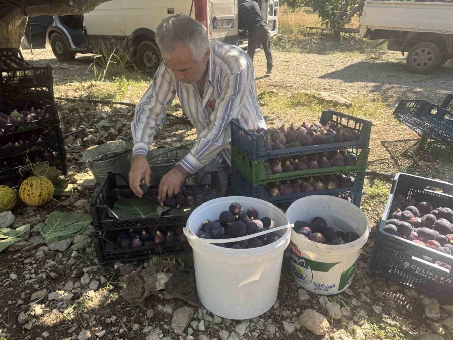 Antalya’da Bursa Siyahı İncirde Hasat Sezonu Sona Erdi