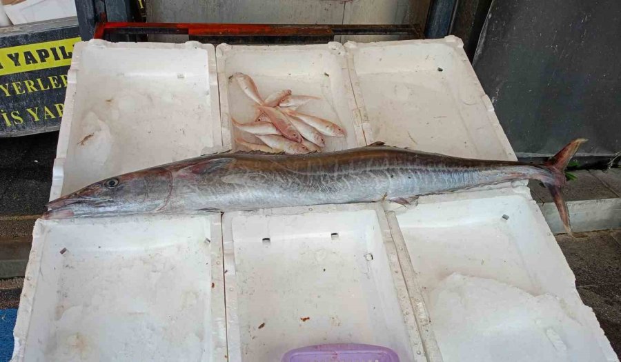 Akdeniz’de 12 Kilogramlık Ceylan Balığı Yakalandı