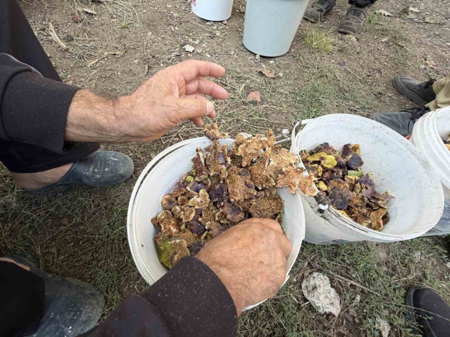Dedelerinden Miras Kalan Yöntemle Yapıyorlar: Kuruttukları İncirleri Bozulmaması İçin Kekikli Kazanda Kaynatıyorlar