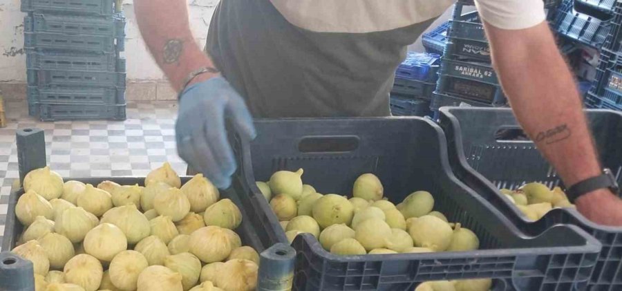 Mersin’de İncir Sezonu Sona Erdi, Üreticisinin Yüzü Güldü