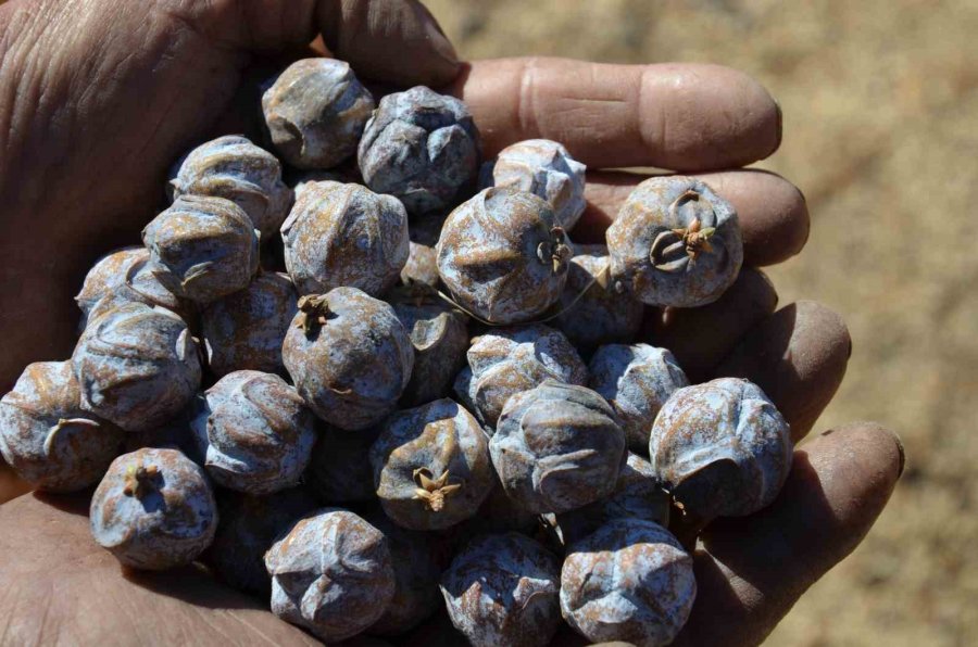 5 Kilo Kozalak 1 Kilo Pekmeze Dönüşüyor ,kilogramı 500 Liradan Satılıyor