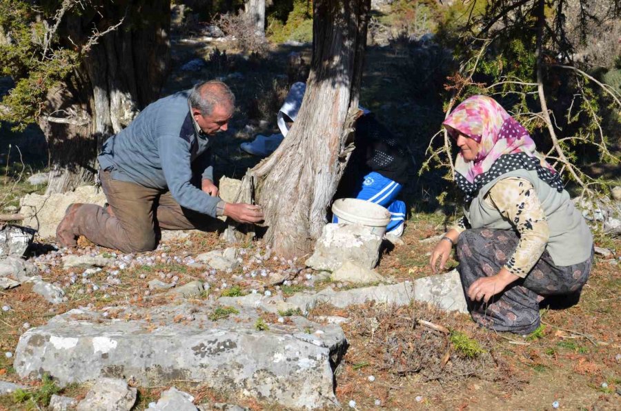 5 Kilo Kozalak 1 Kilo Pekmeze Dönüşüyor ,kilogramı 500 Liradan Satılıyor