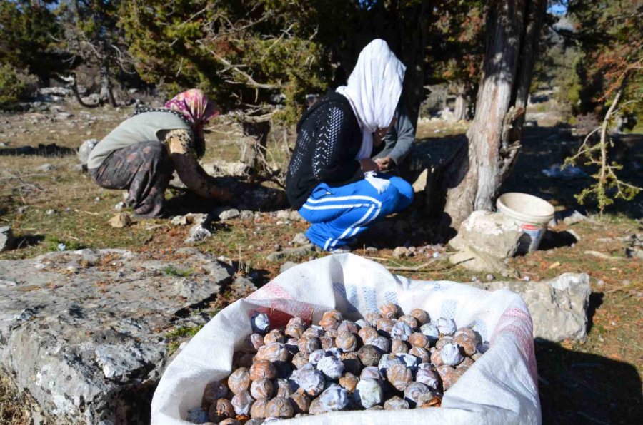 5 Kilo Kozalak 1 Kilo Pekmeze Dönüşüyor ,kilogramı 500 Liradan Satılıyor