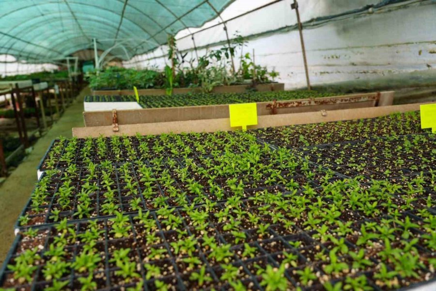 Antalya’nın Dört Bir Yanı Kepez’de Yetiştirilen Çiçeklerle Renkleniyor