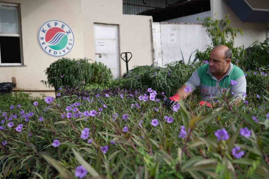 Antalya’nın Dört Bir Yanı Kepez’de Yetiştirilen Çiçeklerle Renkleniyor