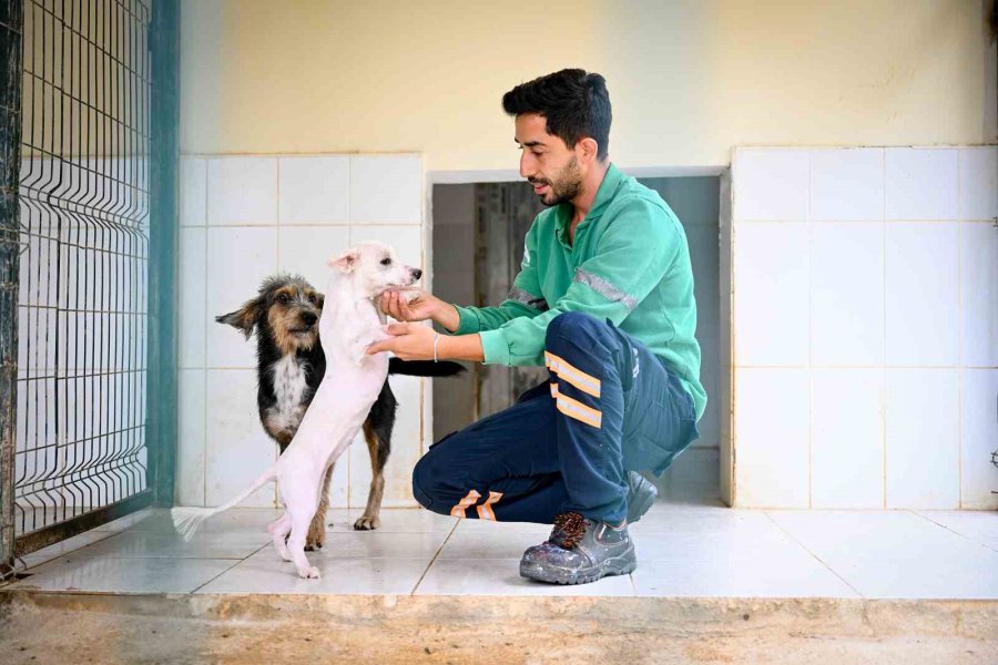 Mersin Büyükşehir’den Can Dostlara Kapsamlı Hizmet