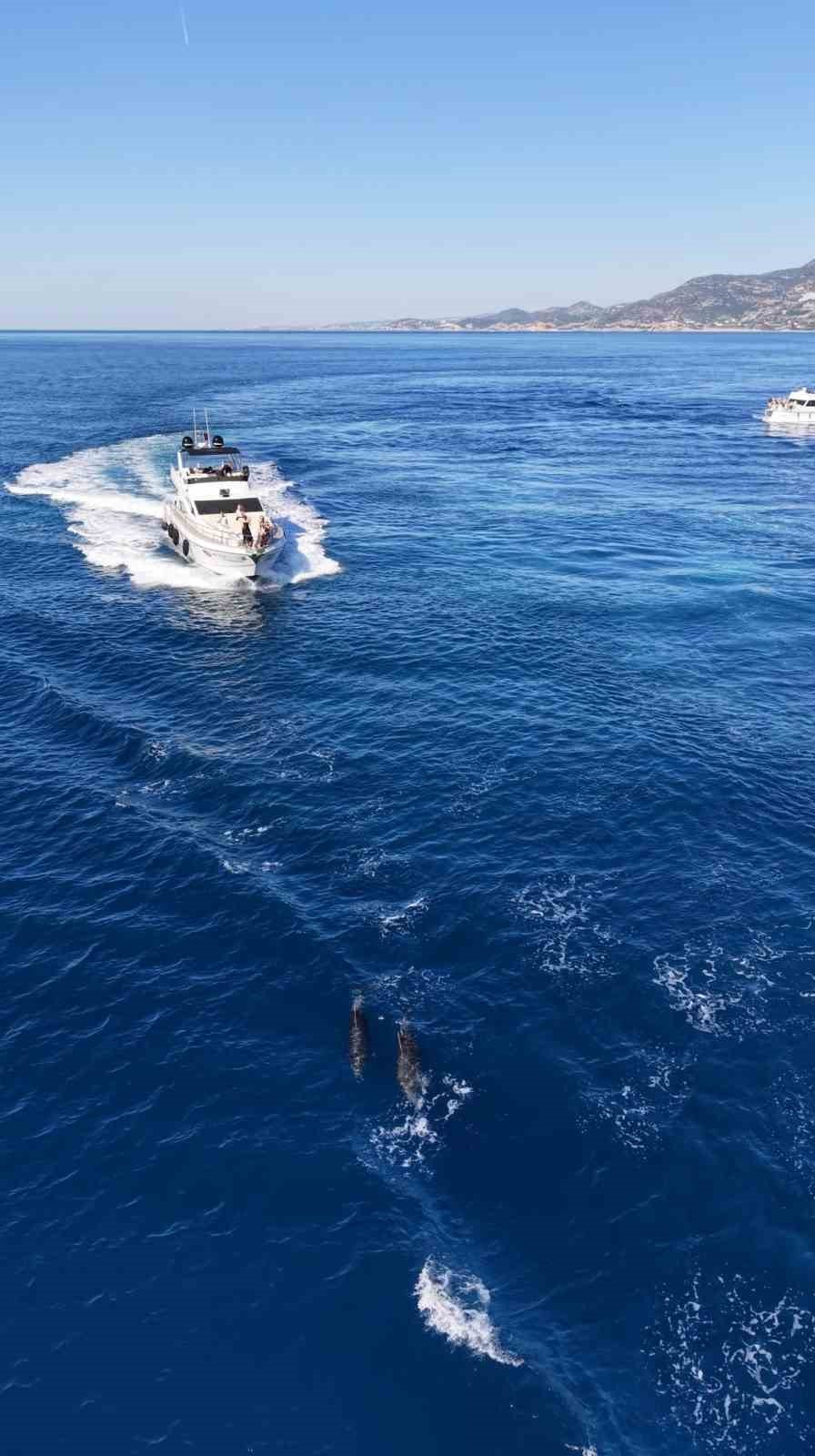 Alanya Açıklarında Yunus Sürüsü Dronla Görüntülendi