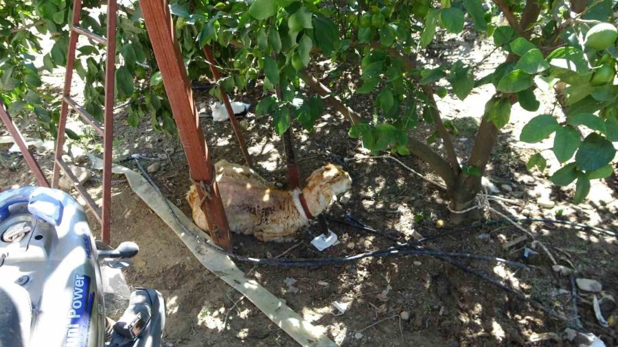 Antalya’da 2 Yıl Arayla İkinci Kez Yanan Ahırda Hayvanlar Telef Oldu