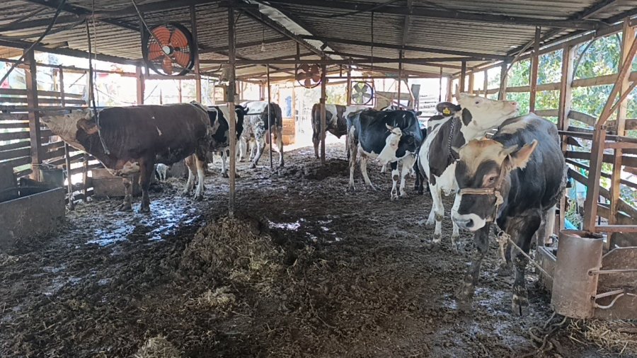 Antalya’da 2 Yıl Arayla İkinci Kez Yanan Ahırda Hayvanlar Telef Oldu