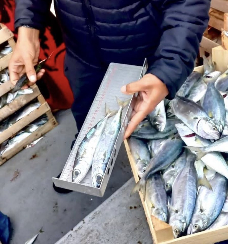 Mersin’de Yasa Dışı Balık Avcılığına Karşı Denetimler Sürüyor