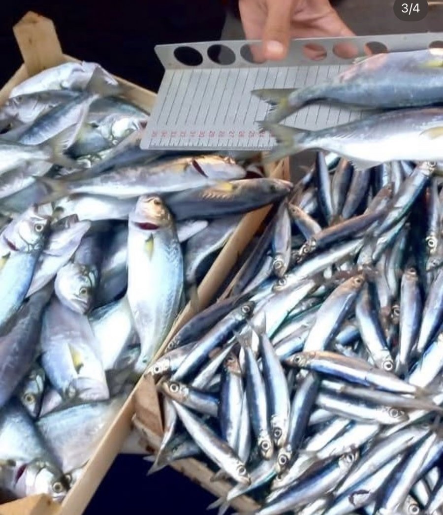 Mersin’de Yasa Dışı Balık Avcılığına Karşı Denetimler Sürüyor
